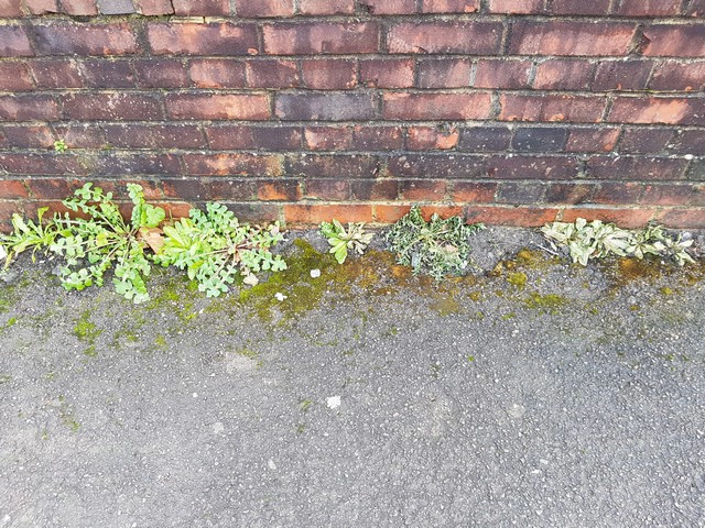 Lambeth Council Introduce Community Weeding Scheme - Cover Image