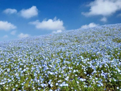 Step 2.  Reduce Bare Soil and Sources of Detritus