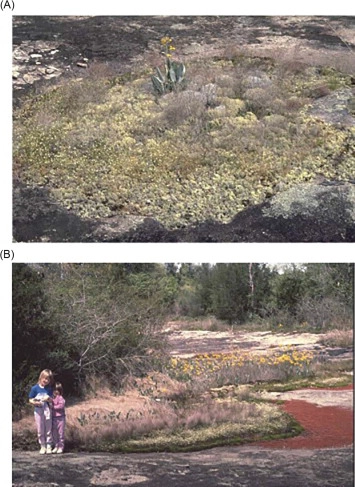 The importance of minimising soil buildup for reducing herbicide use - Cover Image