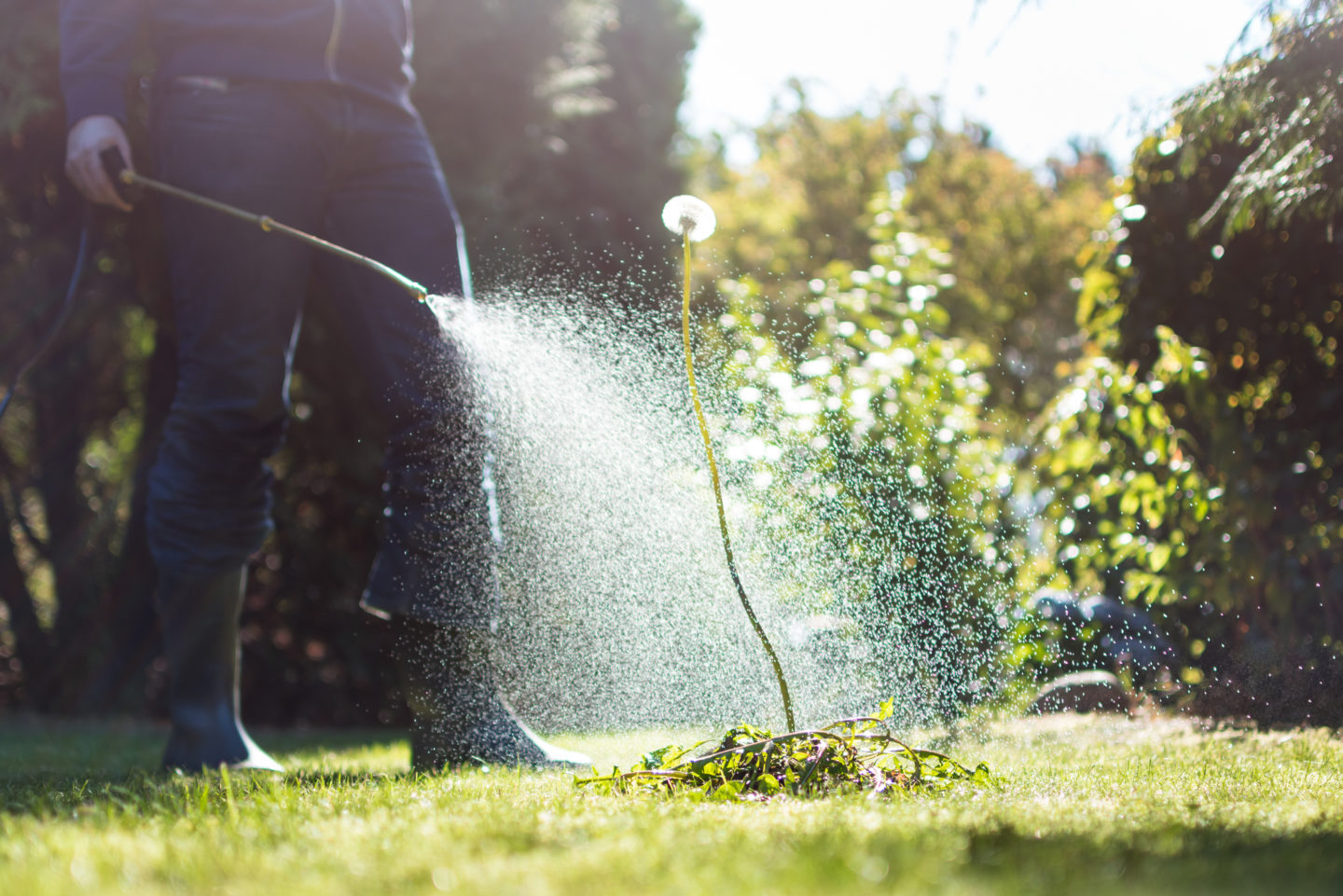 Why are councils abandoning weed killer? - Cover Image